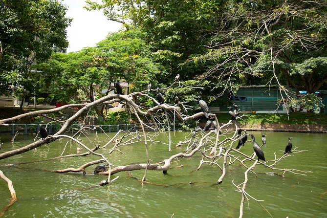 Kandy City Day Tour with a verified tour guide - Kandy Lake and the Temple of the Sacred Tooth Relic