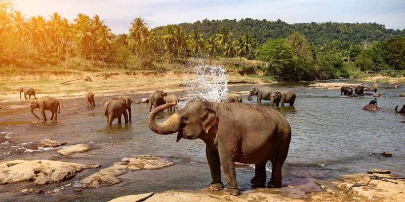 Kandy: City Highlights and Ramboda Waterfall Trip - From Kandy to Ramboda on the tea road