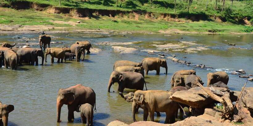 Kandy: City Highlights and Ramboda Waterfall Trip - Wood carving and Ceylon tea