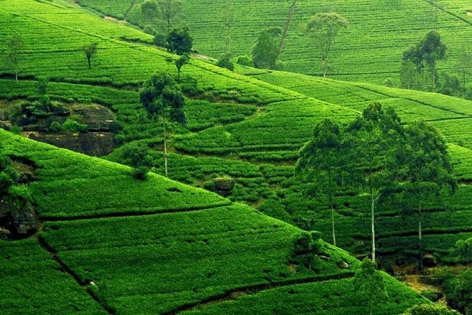 Kandy City Tour - A walk beside Kandy Lake