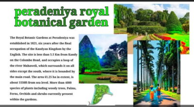 City Tour with Temple of the Tooth & Tea Garden