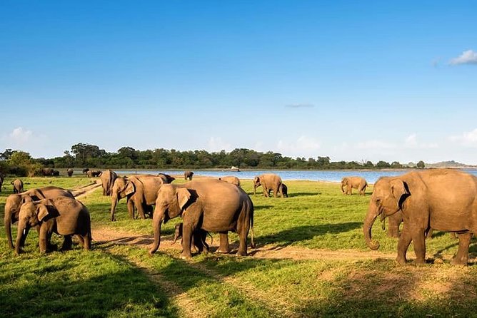 Kandy - Minneriya National park & Sigiriya Rock Fortress - Private Transport - The Minneriya jeep safari changes the pace