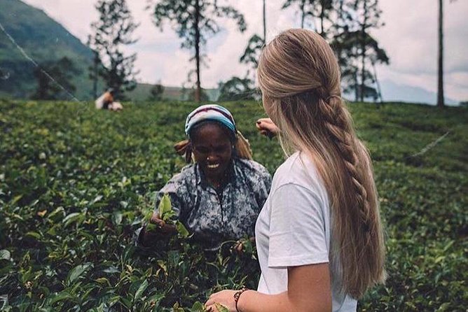 Kandy & Nuwara Eliya | 2 Days Tour - Peradeniya’s plants and shaded paths