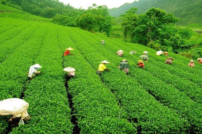 Kandy & Nuwara Eliya | 2 Days Tour - Two hours in Nuwara Eliya