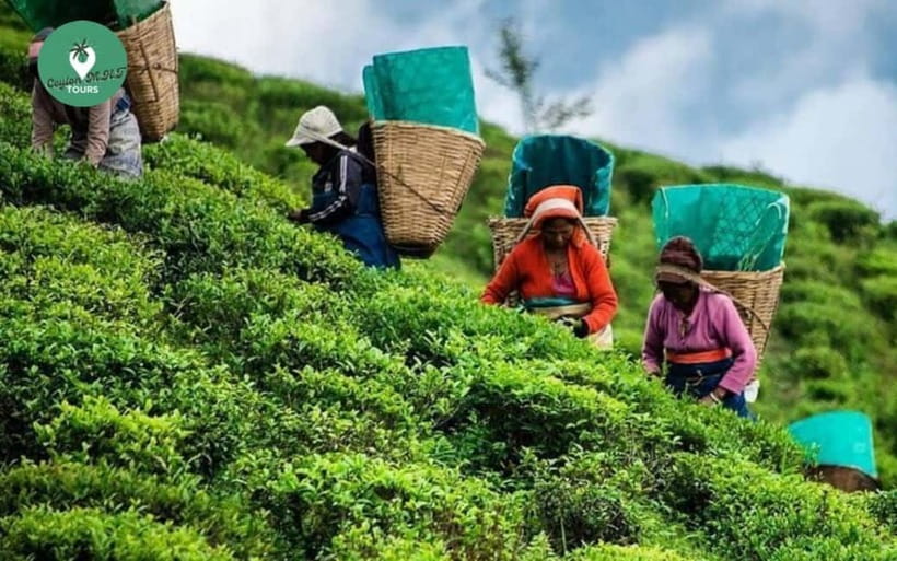 Kandy: Nuwara Eliya Day Explore by Tuk tuk with Local Guide - Key points to know before booking