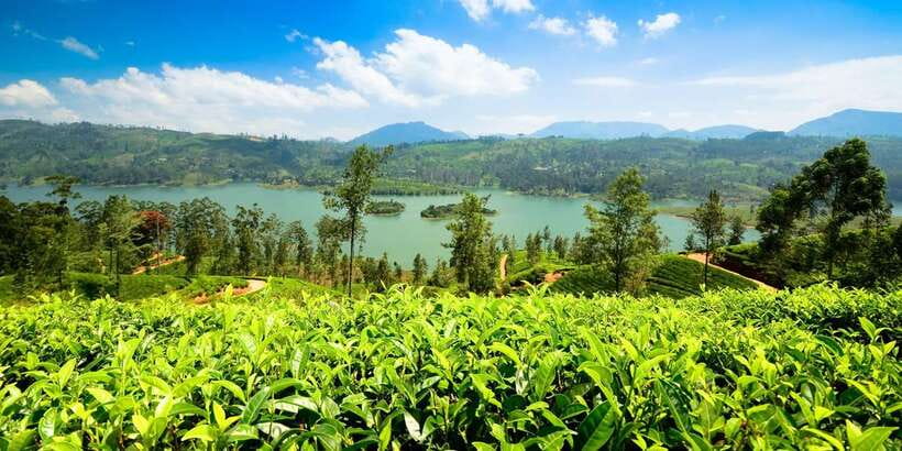 Kandy: Nuwara Eliya Day Trip - Tea country and the Ceylon factory visit