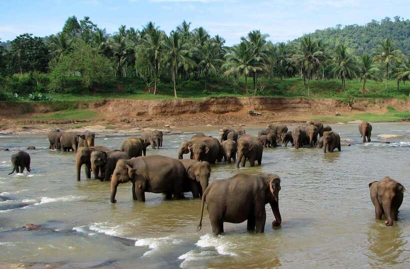 Kandy : Pinnawala Day Tour with Top Rated Local Guide - Why Pinnawala makes a strong day trip from Kandy