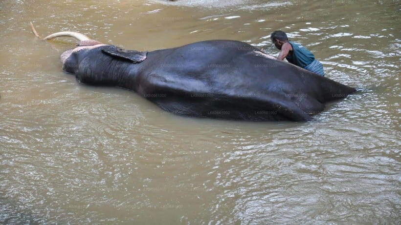 Kandy : Pinnawala Day Tour with Top Rated Local Guide - What the elephant visit actually adds