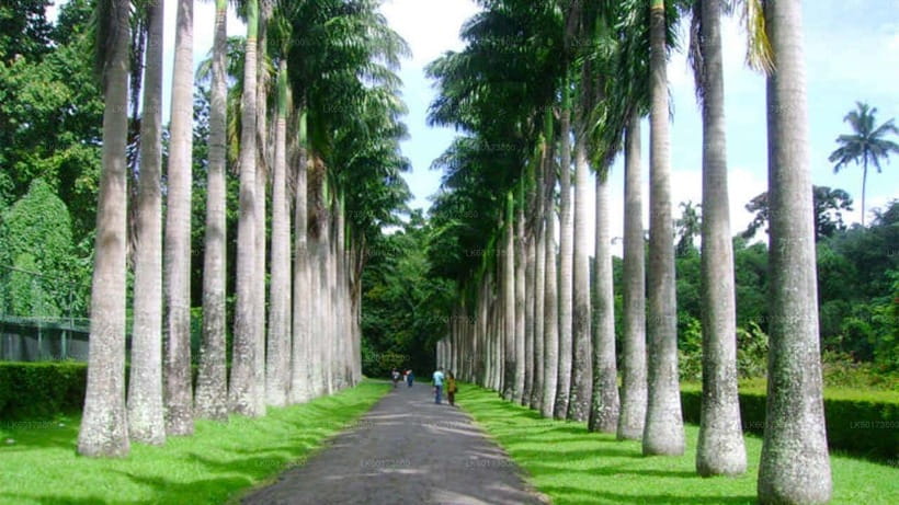 Kandy : Pinnawala Day Tour with Top Rated Local Guide - The real price, timing, and what to bring