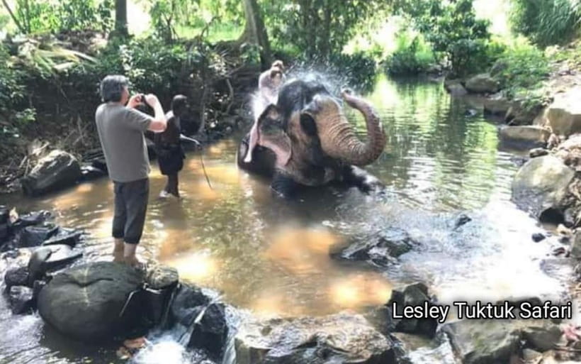 Kandy : Pinnawala Elephant Safari Private Guid Tuk Tuk Tour - Pinnawala: elephants at the center of the day
