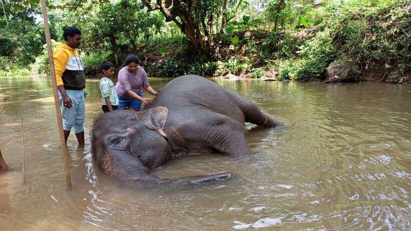 Kandy & Pinnawala & Tea Factory Full Day Tour From Negombo - Should you book it?