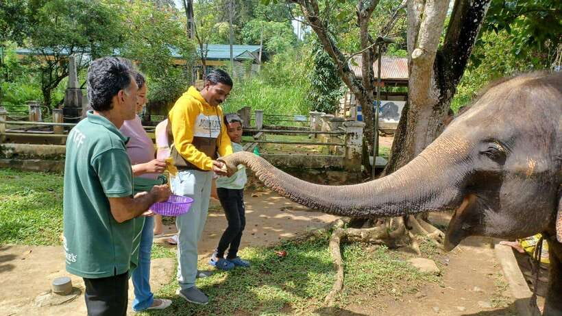 Kandy & Pinnawala & Tea Factory Full Day Tour From Negombo - Royal Botanical Gardens, Kandy