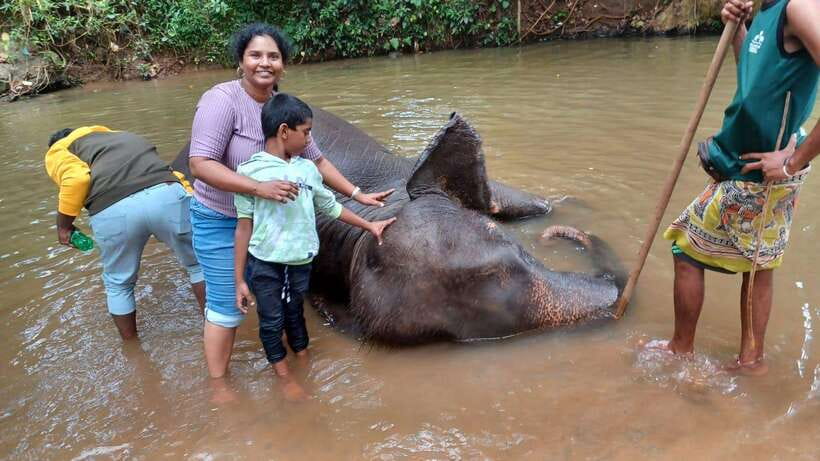 Kandy & Pinnawala & Tea Factory Full Day Tour From Negombo - Kandy Lake, the cultural show, and the city viewpoint
