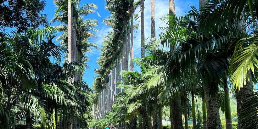 Kandy privet day tour with pinnawala and Tea plantation - Peradeniya Royal Botanic Gardens