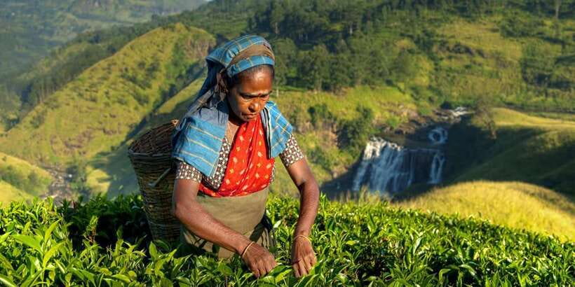Kandy: Shanthipura and Nuwara Eliya - Timing, comfort, and what to pack