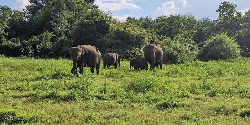 Kandy: Sigiriya, Dambulla & Wildlife Safari Private Tour - The early road to Sigiriya Rock