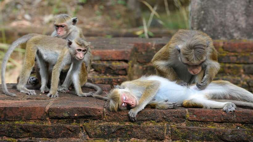 Kandy: Sigiriya Fortress & Cave Temple Full Day Private Tour - Buffet lunch at Tropical Village Hotel