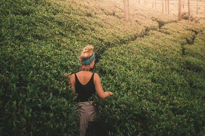 Kandy to Nuwara Eliya Day Tour - Inside the tea factory