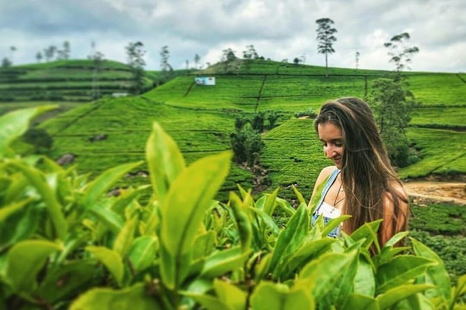 Kandy to Nuwara Eliya Day Tour - Tea plantations show where Ceylon tea begins