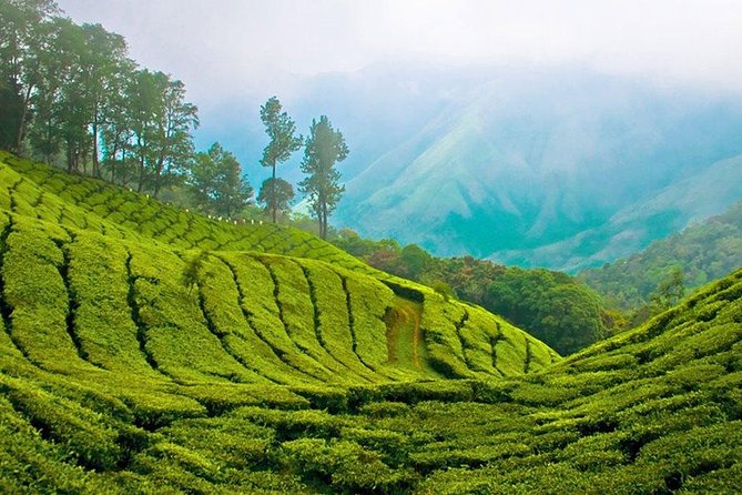 Kandy to Nuwara Eliya Day Trip – Little England & Tea Country - From Kandy to Sri Lanka’s tea country