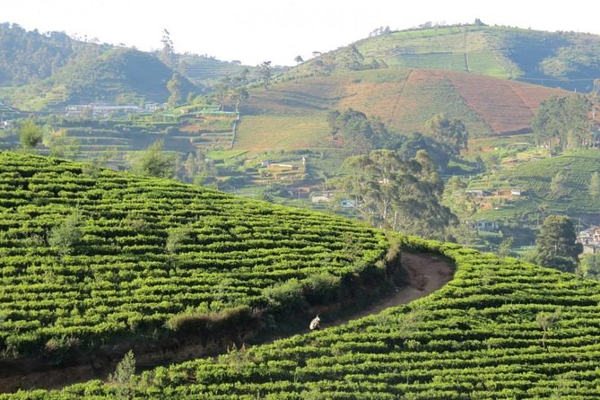 Kandy to Nuwara Eliya Day Trip – Little England & Tea Country - How the private vehicle changes the value