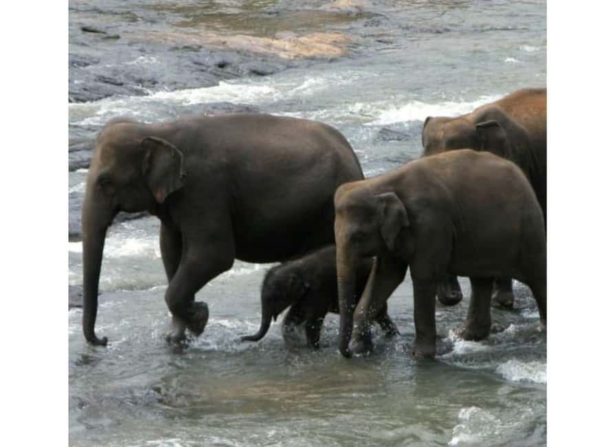 Kandy to Pinnawala Orphanage and Ambuluwawa Guided Day Tours - Is $16 good value?