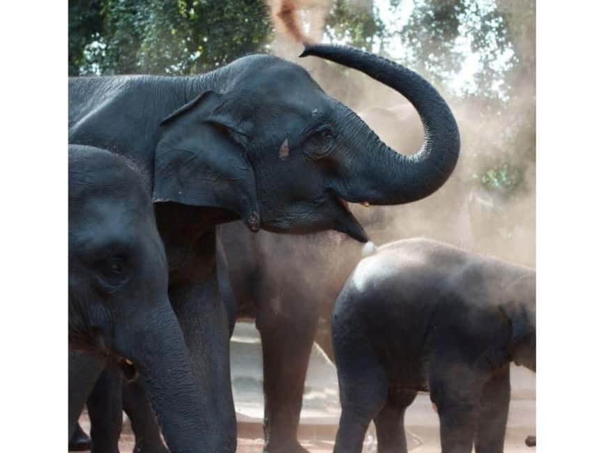 Kandy to Pinnawala Orphanage and Ambuluwawa Guided Day Tours - What this Kandy day tour is really like
