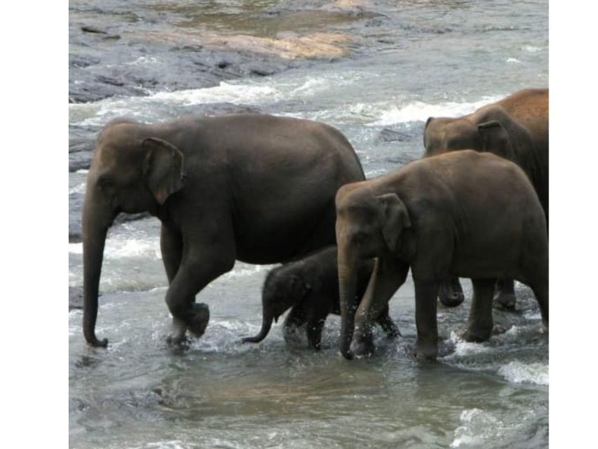Kandy to Pinnawala Orphanage and Ambuluwawa Guided Day Tours - Workshops, cinnamon, tea, and gemstones