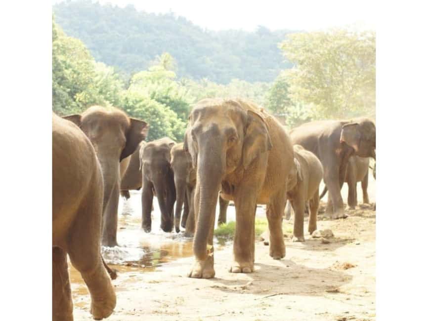Kandy to Pinnawala Orphanage and Ambuluwawa Guided Day Tours - Kandyan dancing and the Temple of the Tooth