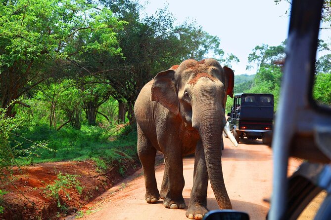 Kandy to Sigiriya and Dambulla Safari Day Tour - The Sigiriya jeep safari: wildlife with an extra bill