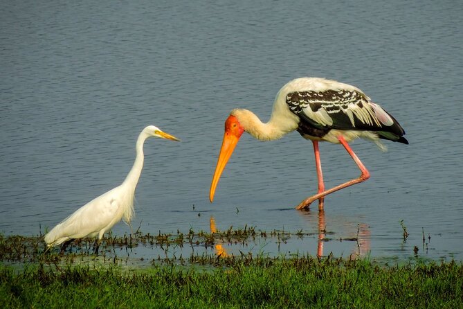 Kandy to Trincomalee Shuttle & Safari Drive - The transfer to Trincomalee or Nilaveli