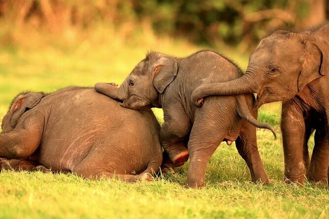 Kandy to Trincomalee Shuttle & Safari Drive - Minneriya and the elephant gathering