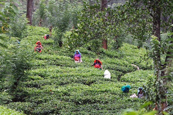 kandy waterfalls day tour - Kandy Waterfalls Hunters at a Glance