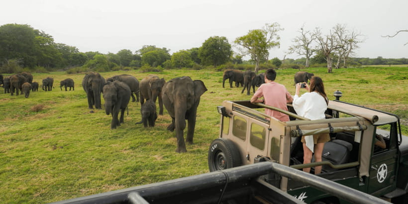 Kaudulla National Park Half Day Sri Lanka Jeep Safari - Kaudulla Safari at a Glance
