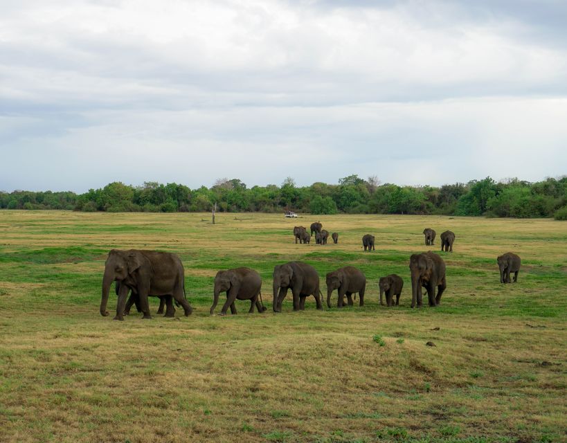 Kaudulla National Park Half Day Sri Lanka Jeep Safari - Who Will Like This Safari Most