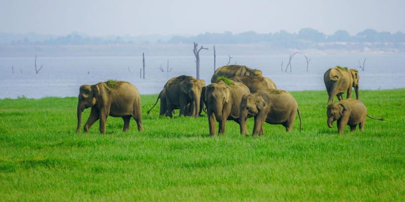 Kaudulla National Park Half Day Sri Lanka Jeep Safari - Why the Elephant Gathering Matters
