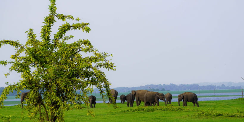 Kaudulla National Park Half Day Sri Lanka Jeep Safari - Three Hours on Kaudulla’s Rough Tracks