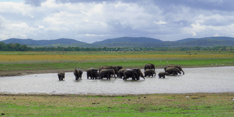 Kaudulla National Park Half Day Sri Lanka Jeep Safari - Wildlife Beyond the Elephant Herds
