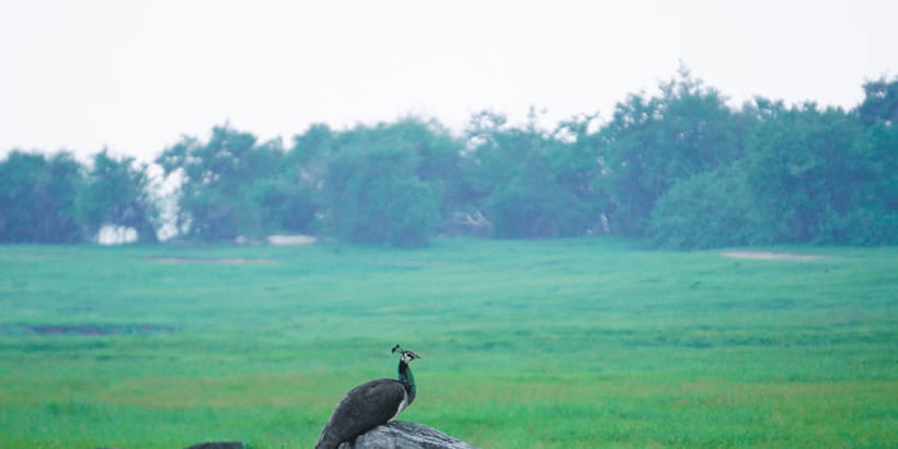 Kaudulla National Park Half Day Sri Lanka Jeep Safari - Private Transport and Guide Quality