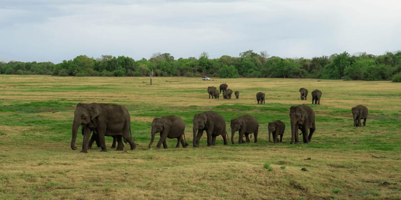 Kaudulla National Park Half Day Sri Lanka Jeep Safari - The Park May Change, and That Matters