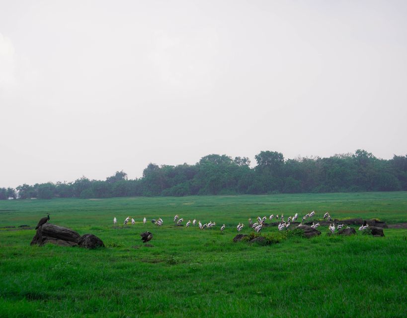 Kaudulla National Park Half Day Sri Lanka Jeep Safari - What the $39 Price Really Covers