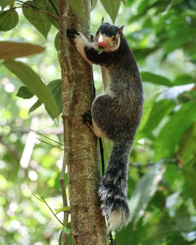 Kaudulla National Park Private Elephant & Wildlife Safari - Why Kaudulla is especially good for elephant watching