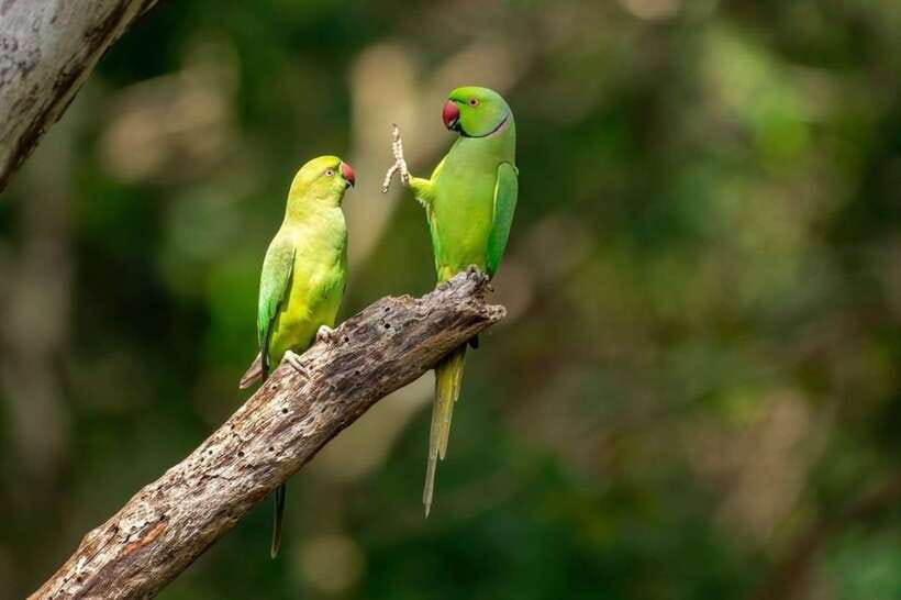 Kaudulla National Park Private Elephant & Wildlife Safari - What the four-hour safari feels like