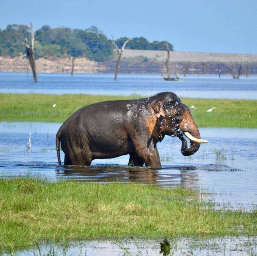Kaudulla National Park Private Elephant & Wildlife Safari - The elephants are not the only reason to bring binoculars