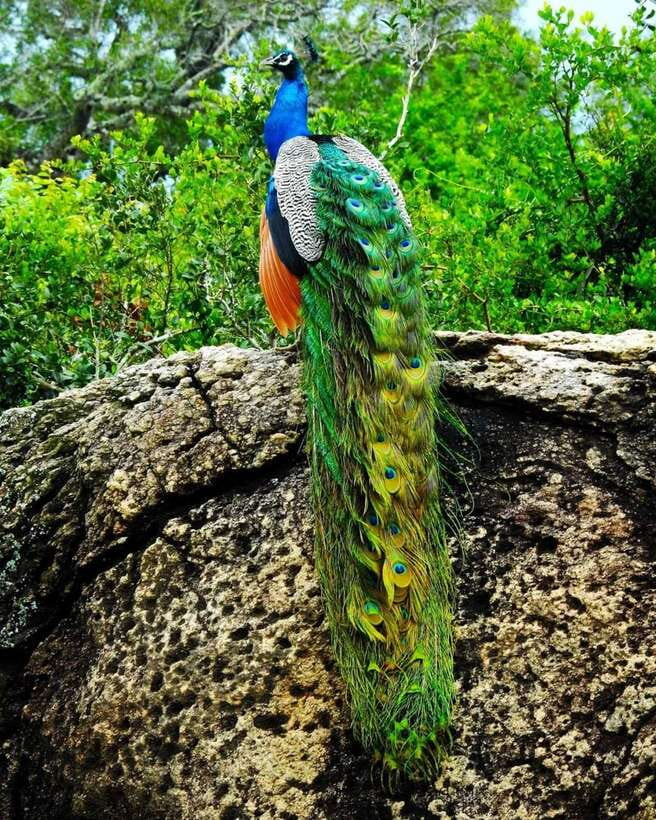 Kaudulla National Park Private Elephant & Wildlife Safari - How the $32 price works out