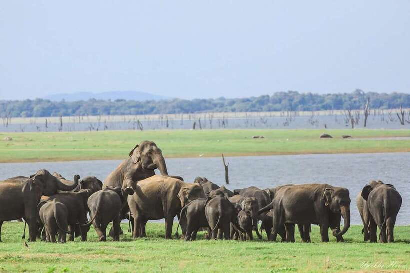 Kaudulla National Park Private Elephant & Wildlife Safari - Practical details that affect your day