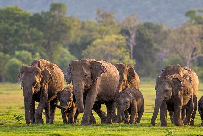 Kaudulla National Park Safari | Jeep with Tickets - Key points at a glance