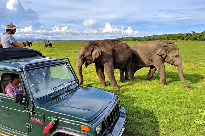 Kaudulla National Park Safari | Jeep with Tickets - Why Kaudulla is about timing, not just location