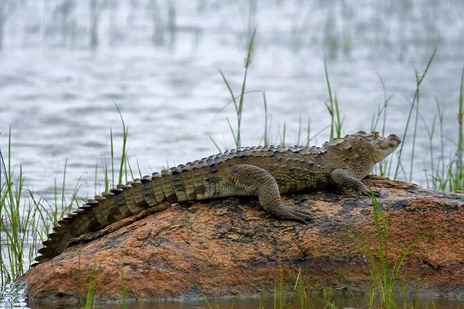 Kaudulla National Park Safari | Jeep with Tickets - Other wildlife beyond elephants