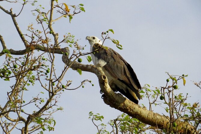 Kaudulla National Park Safari | Jeep with Tickets - Who should book this safari